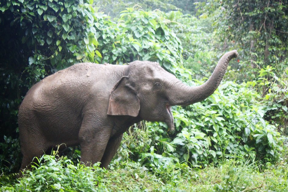 The Best Elephant Sanctuaries To Visit In Thailand – Inspire Your Trip