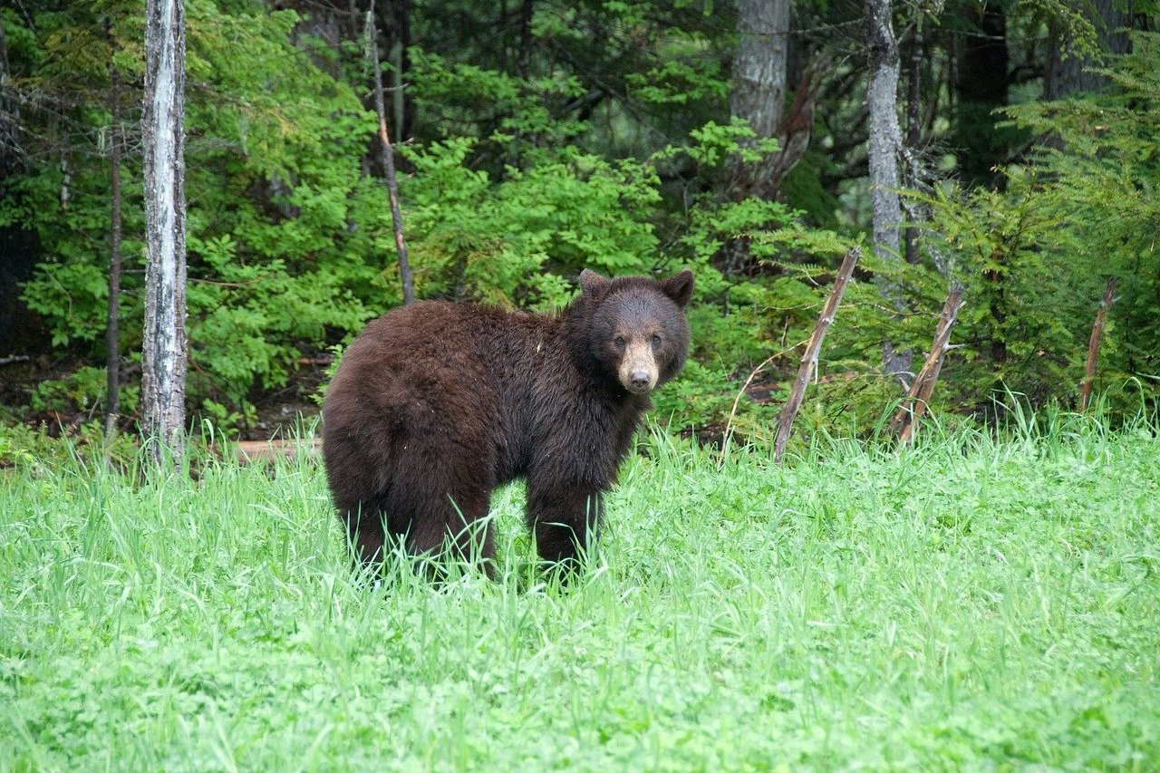 best-places-to-see-bears-in-canada-inspire-your-trip